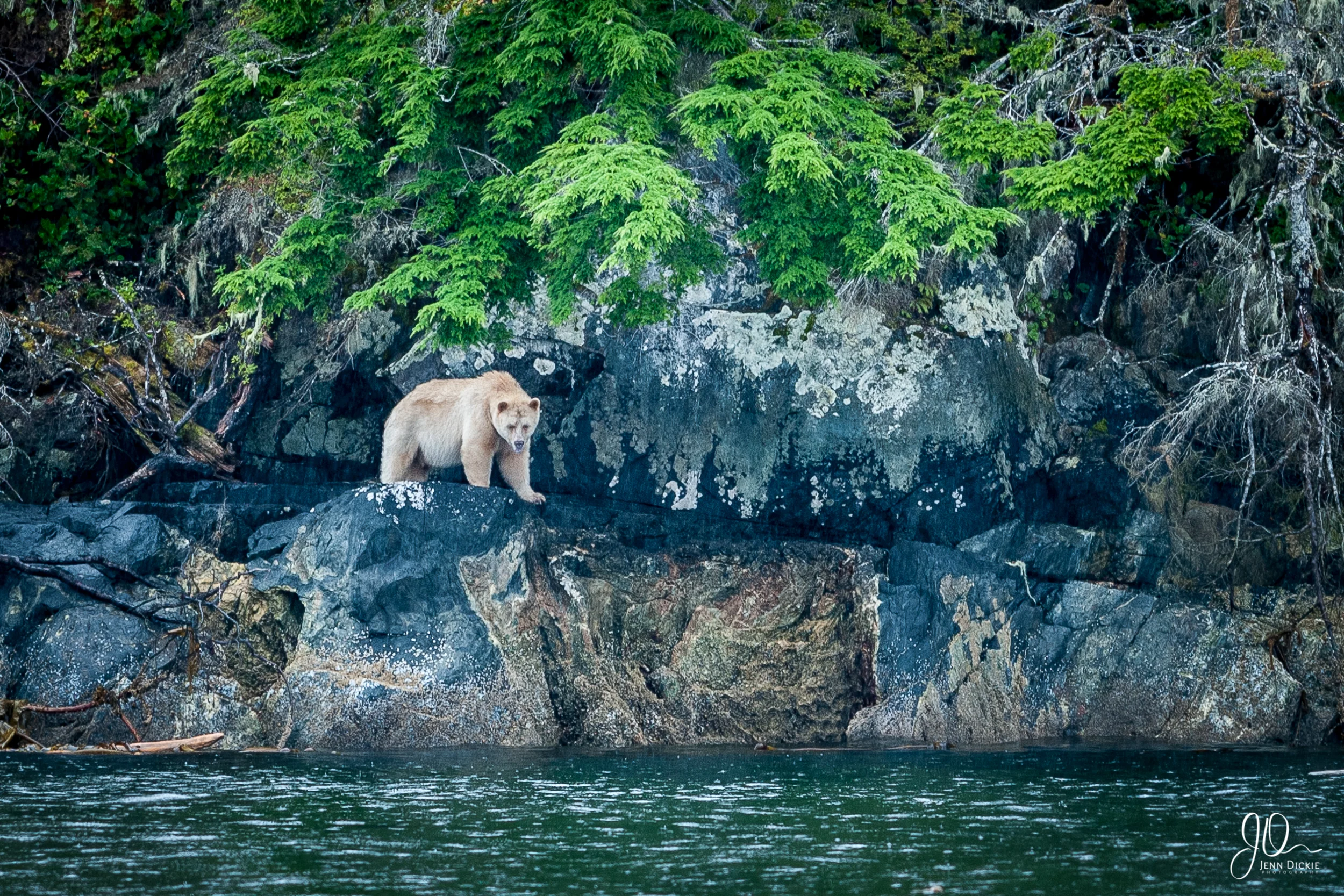 Spirit Bear Coast