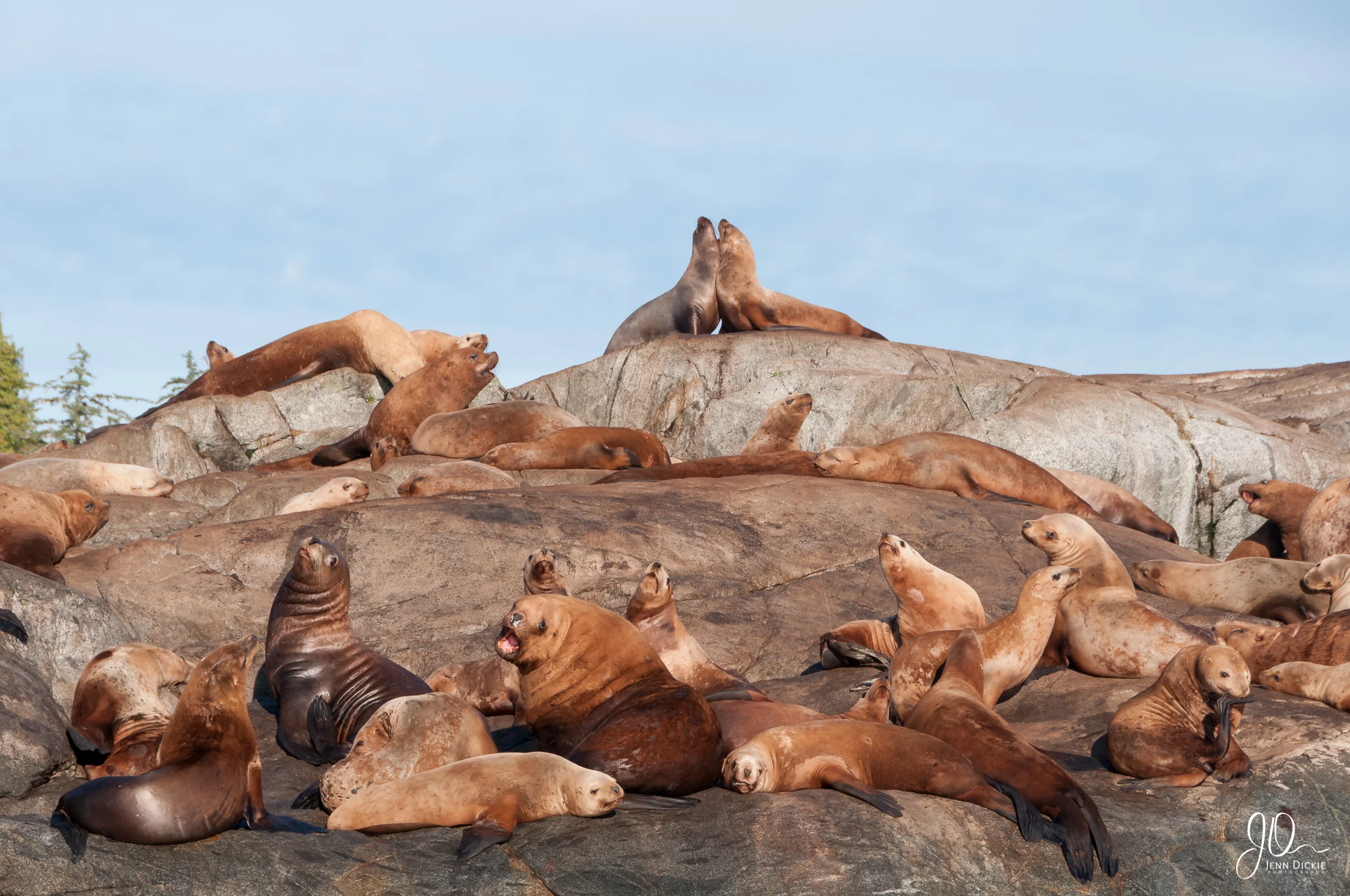 Sunning Sea Lions