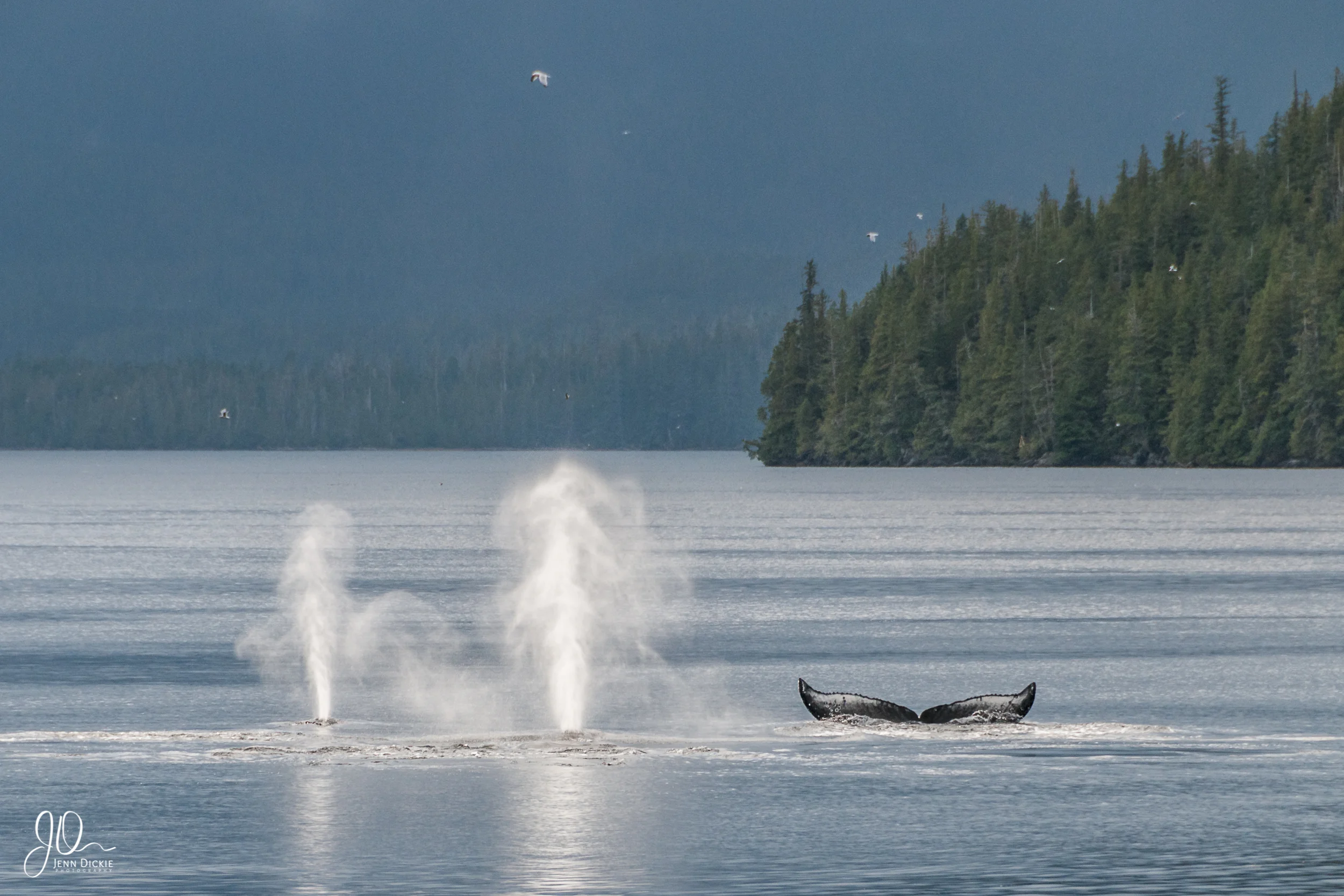 Humpbacks Blows