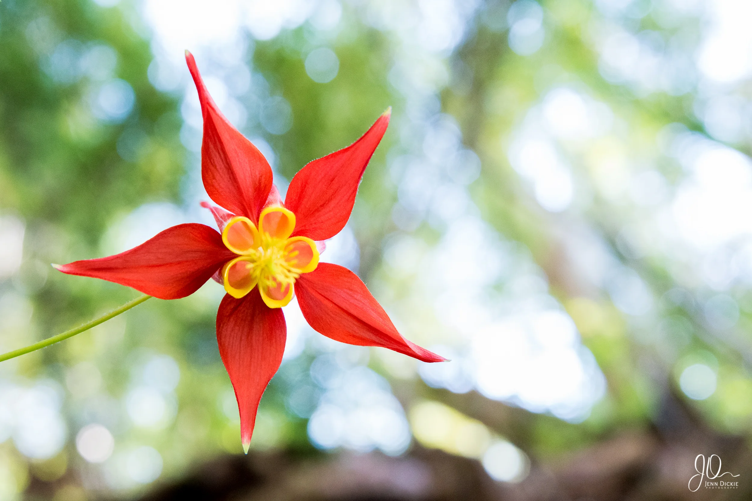 Red Columbine Flower