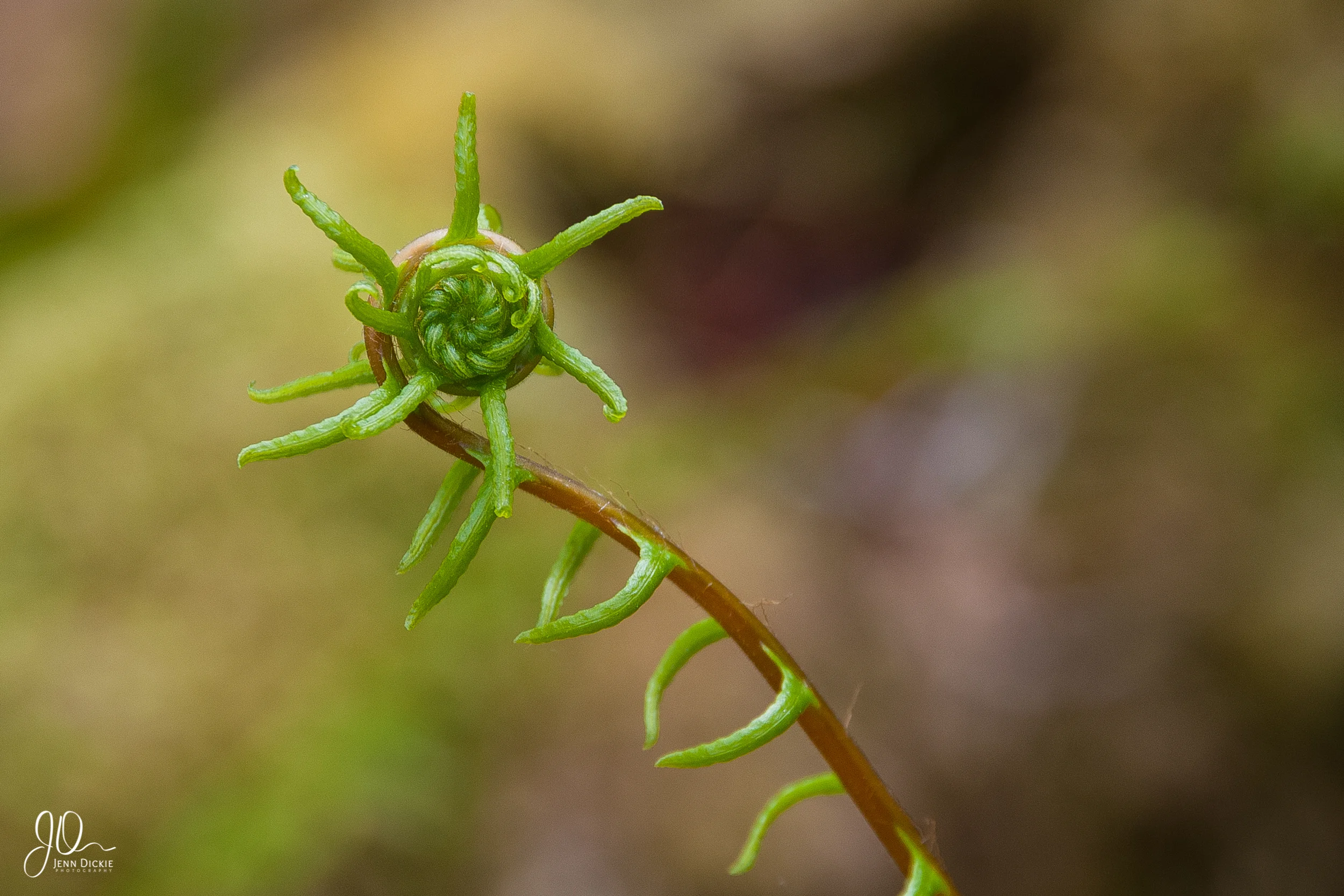 Deer Fern Fiddlehead