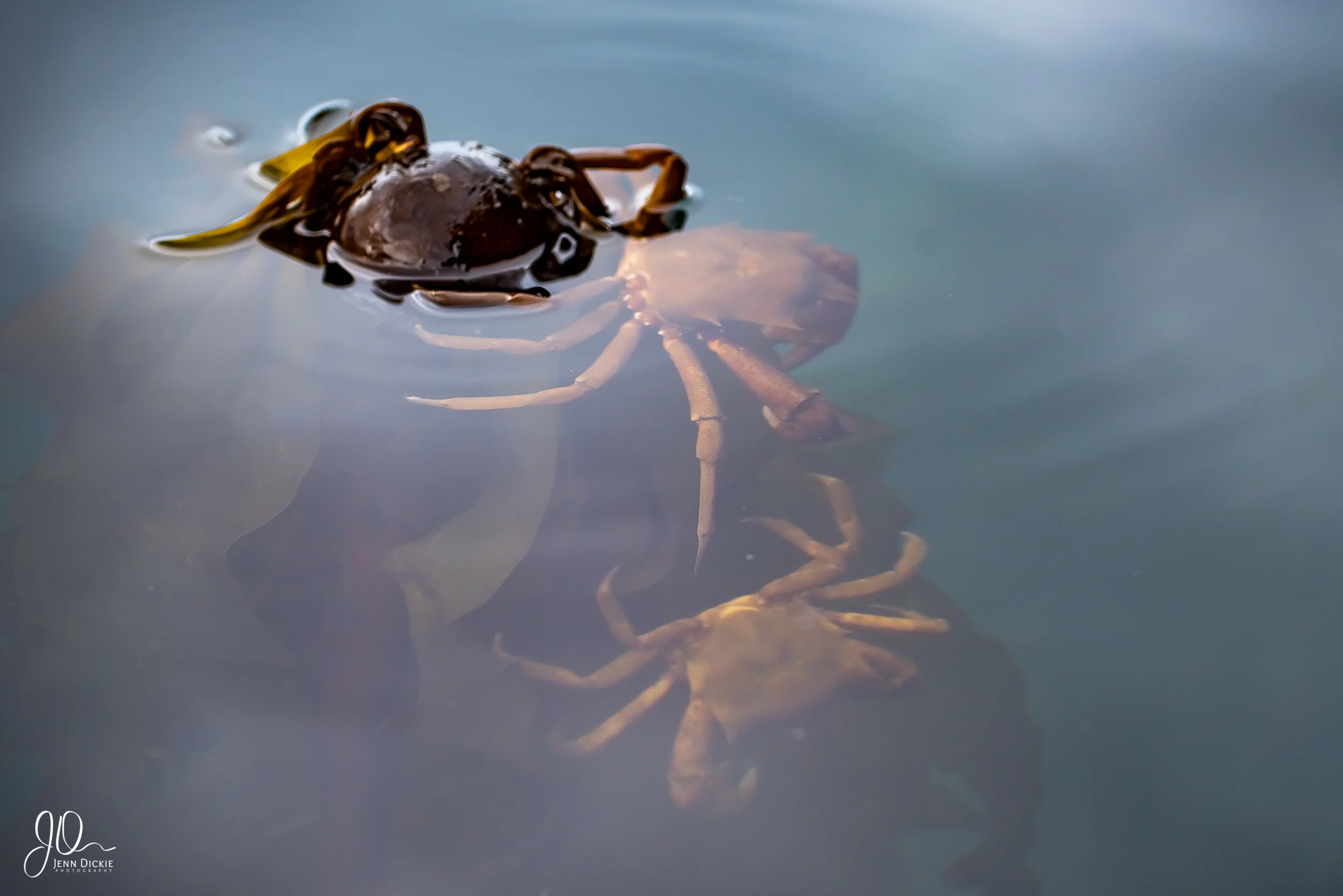 Two kelp crabs just under the surface.