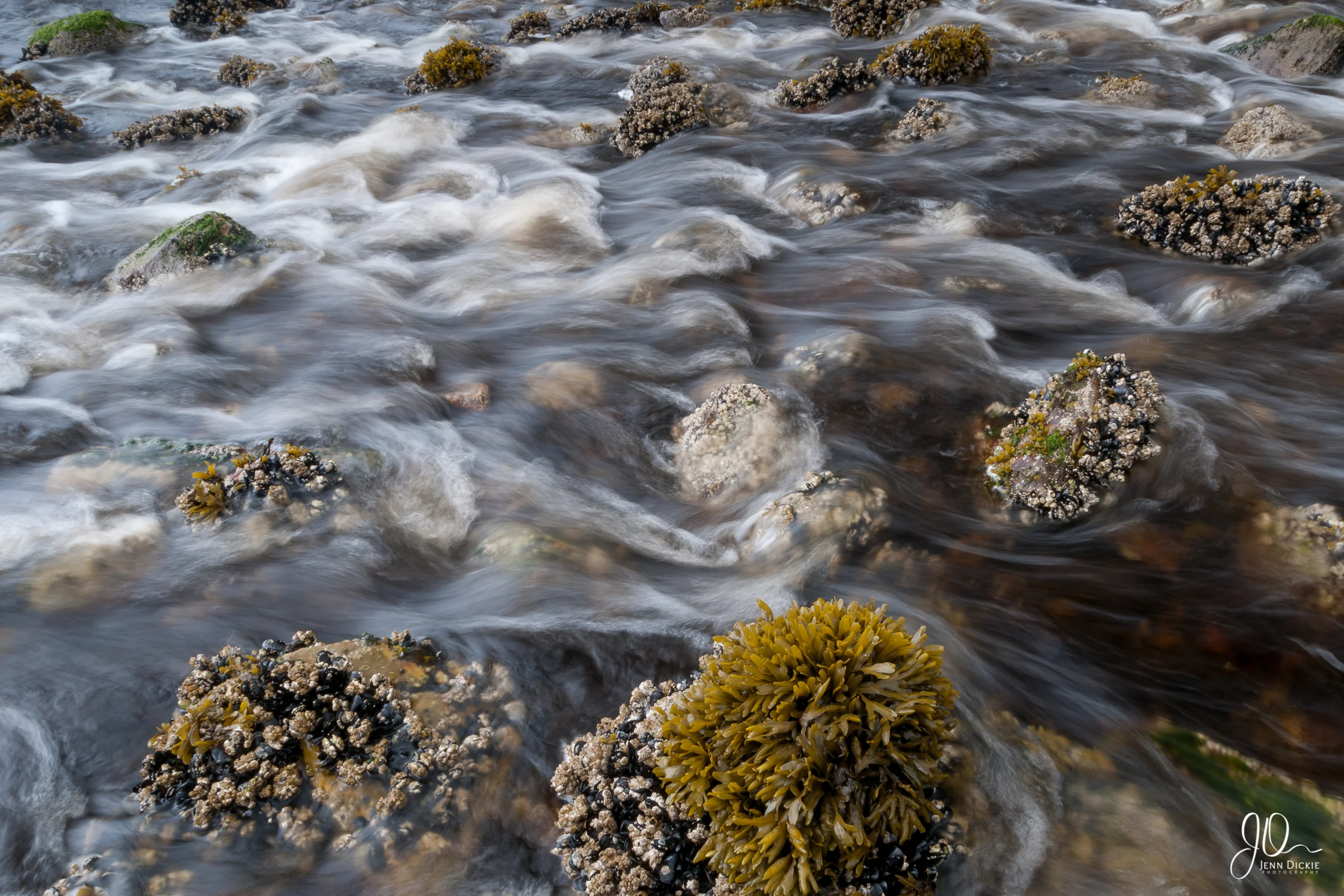 Intertidal Creek