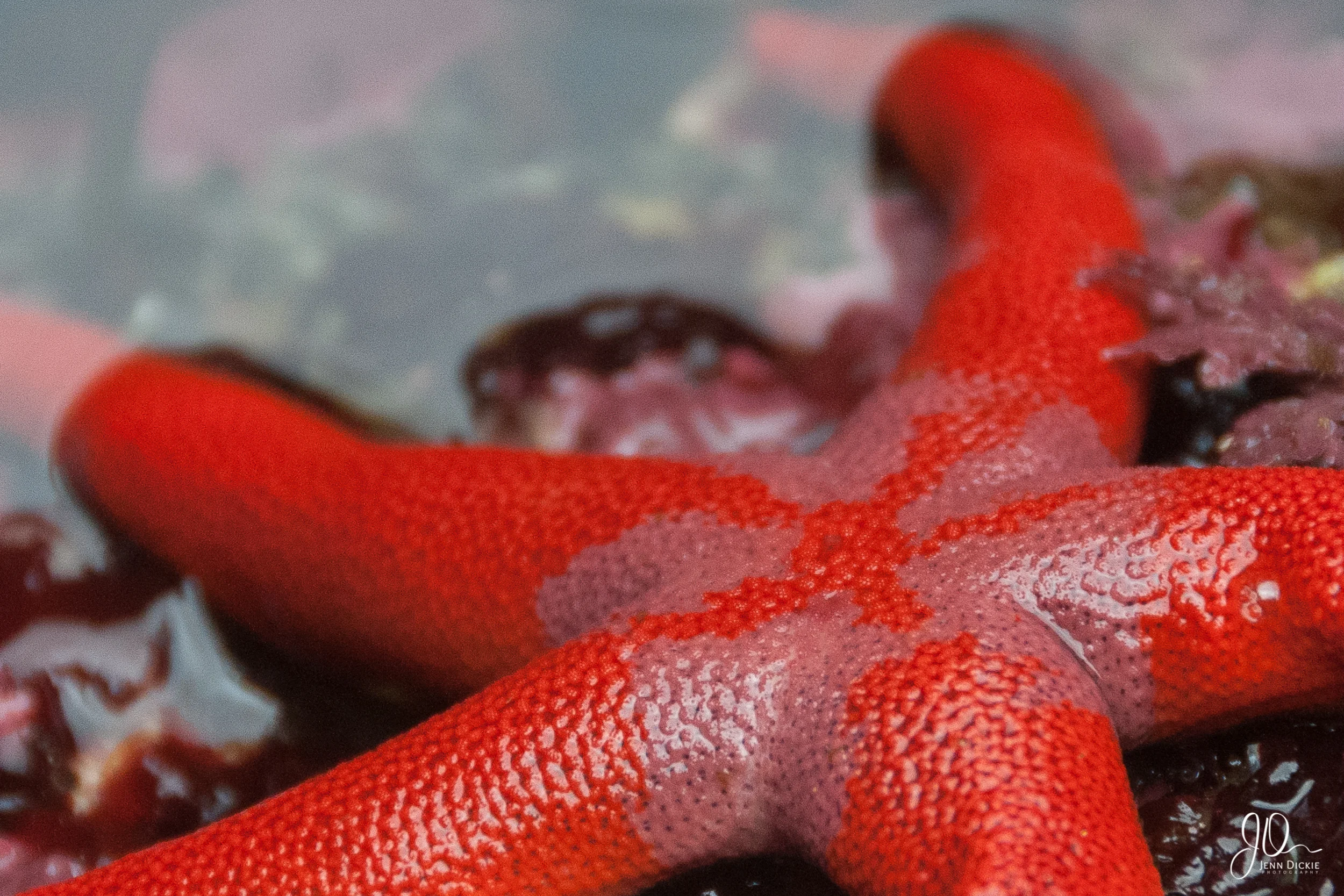 Blood Star