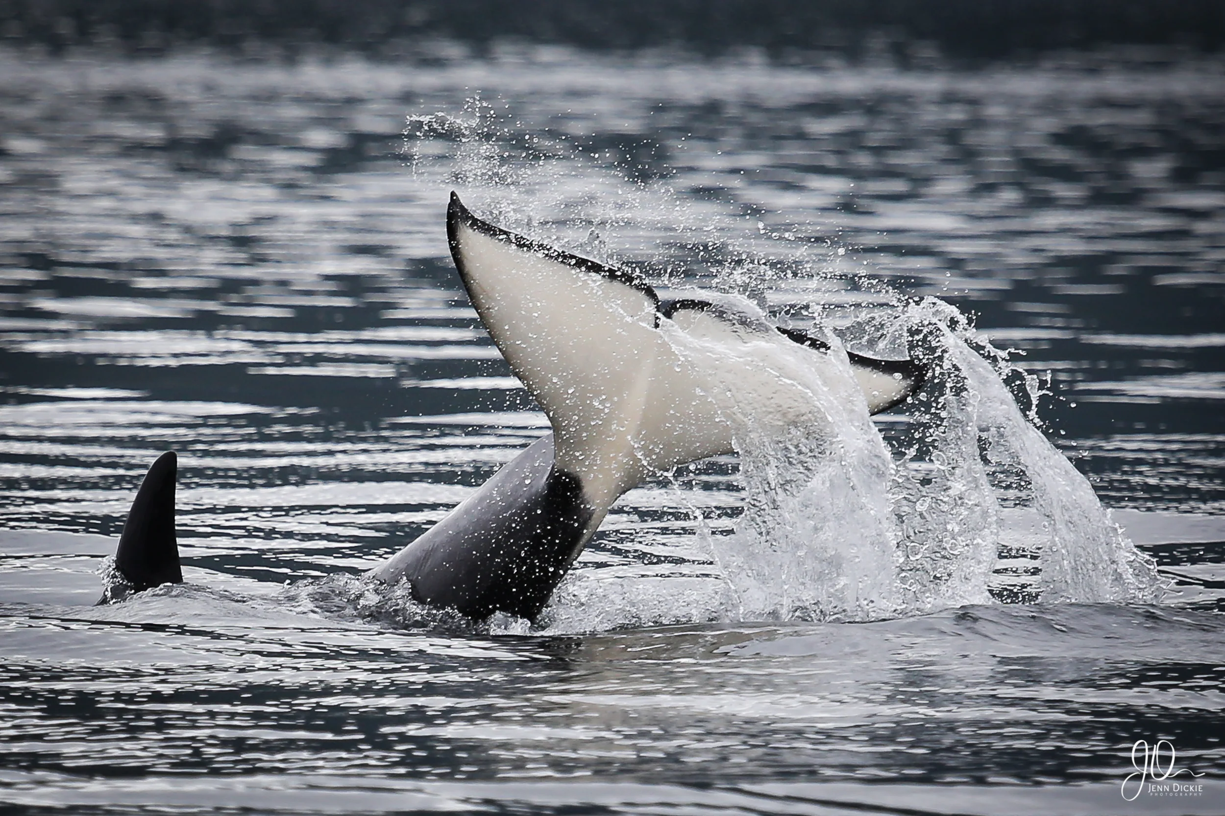 Orca Tail
