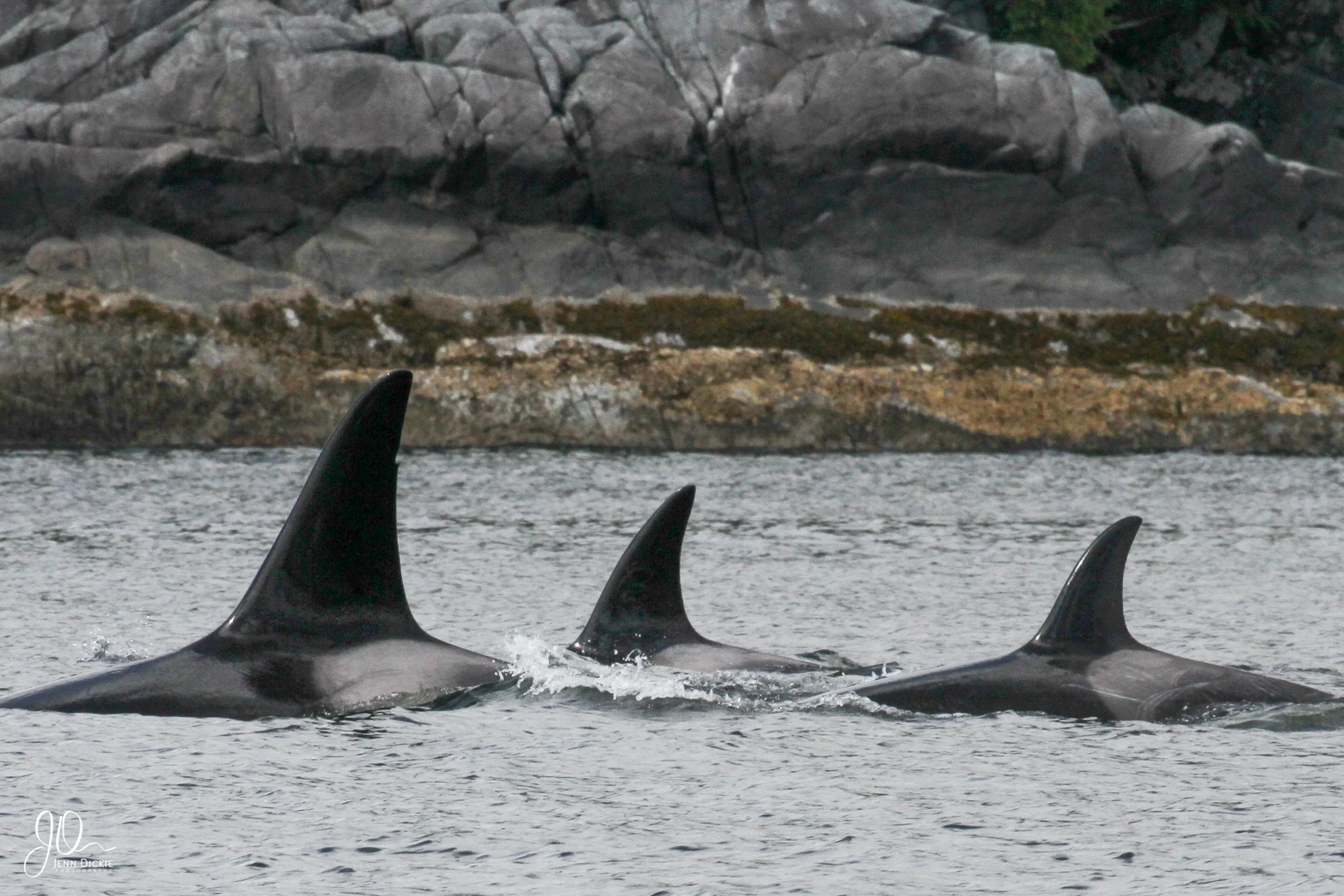 Orca Pod