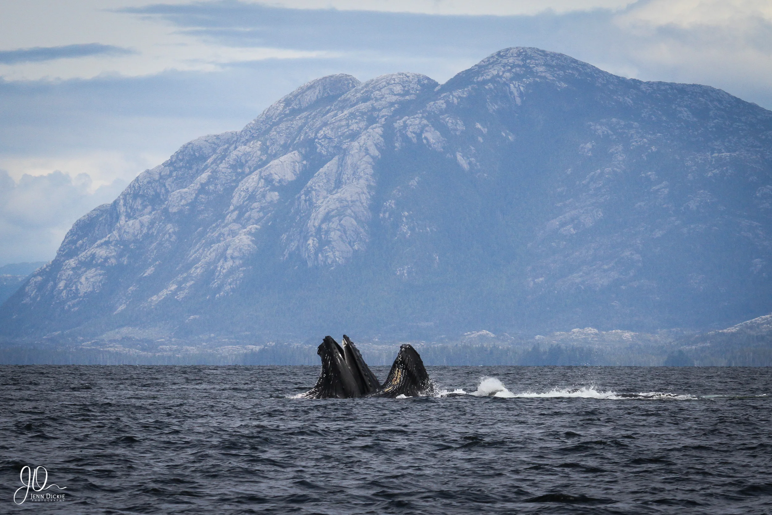 Campania Feeding