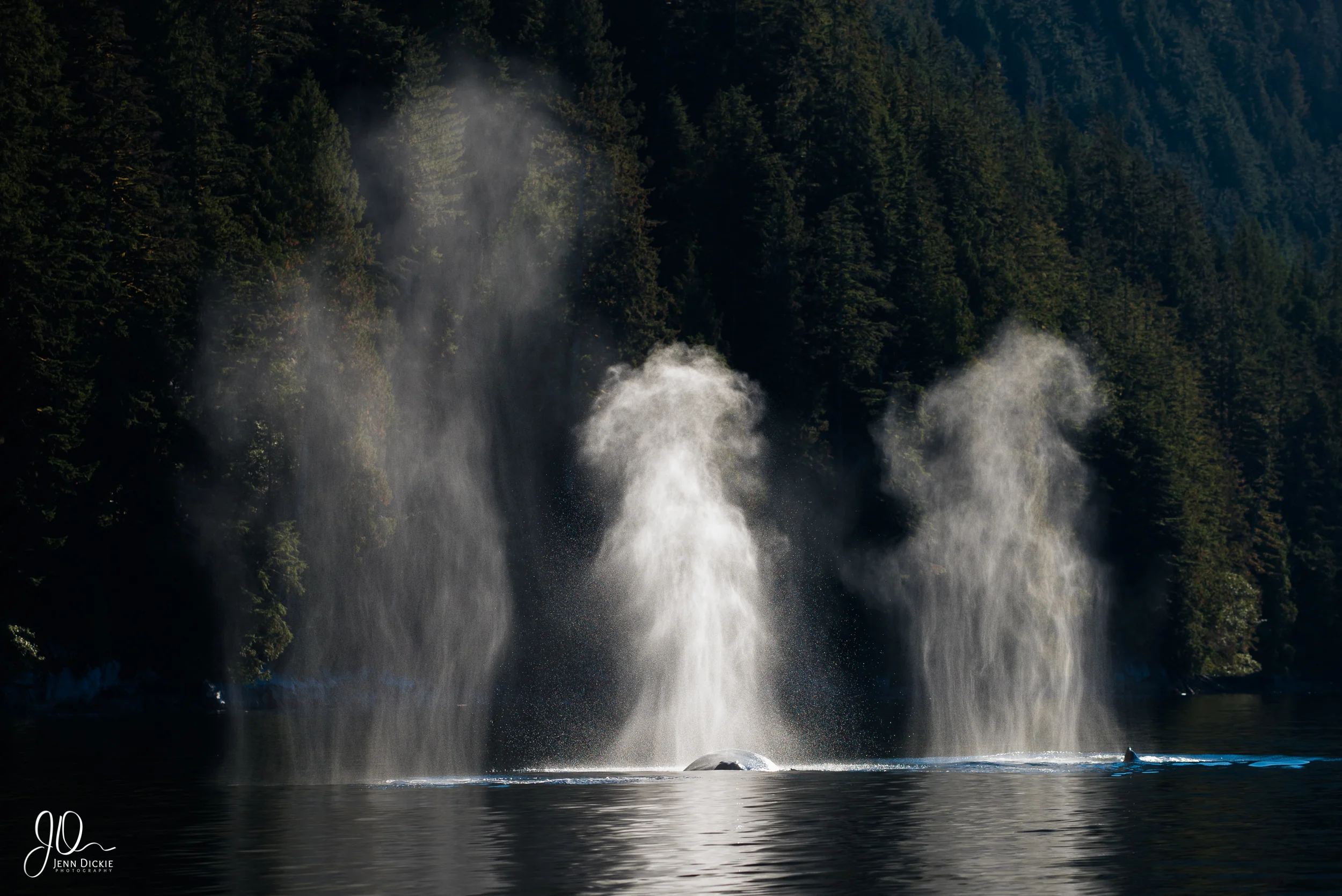 Greatbear__JDP4362.jpg