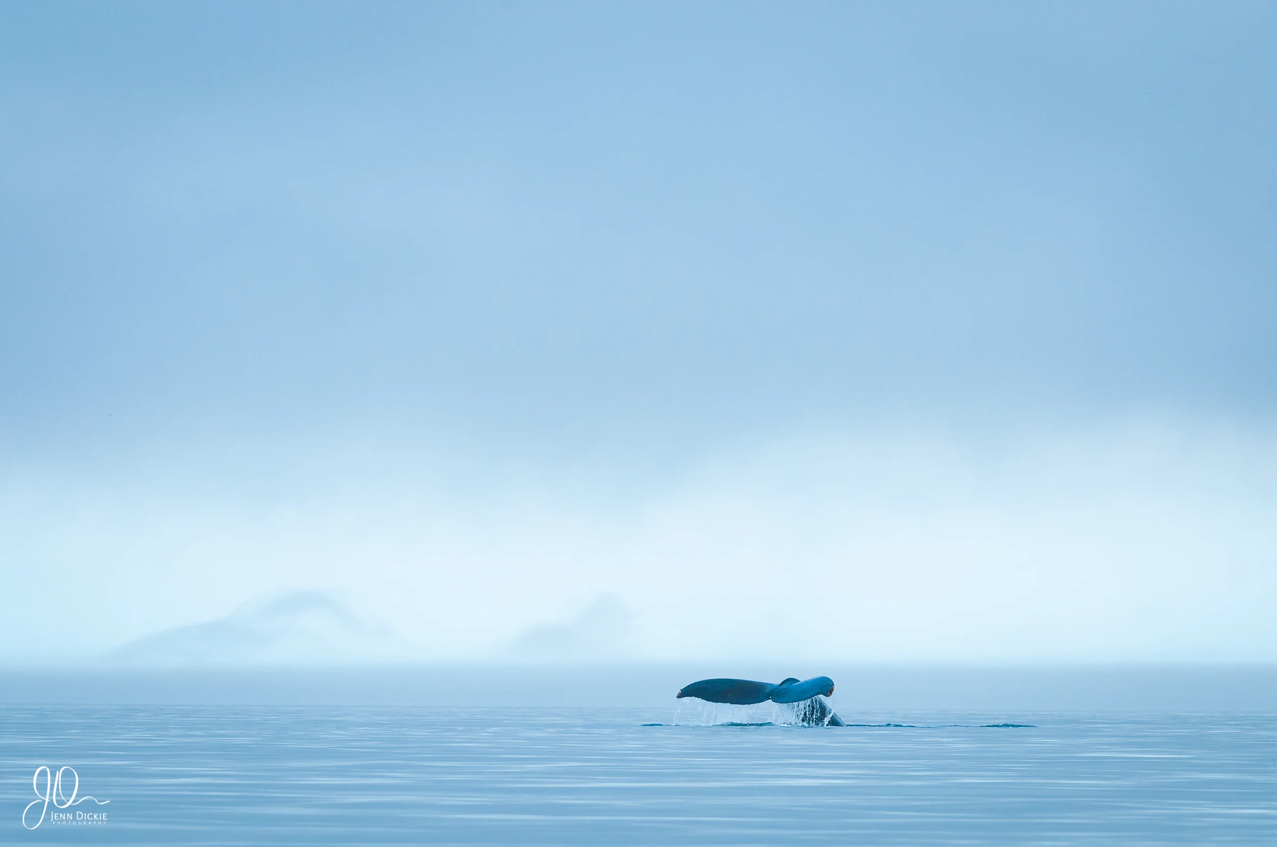Humpback in the Fog