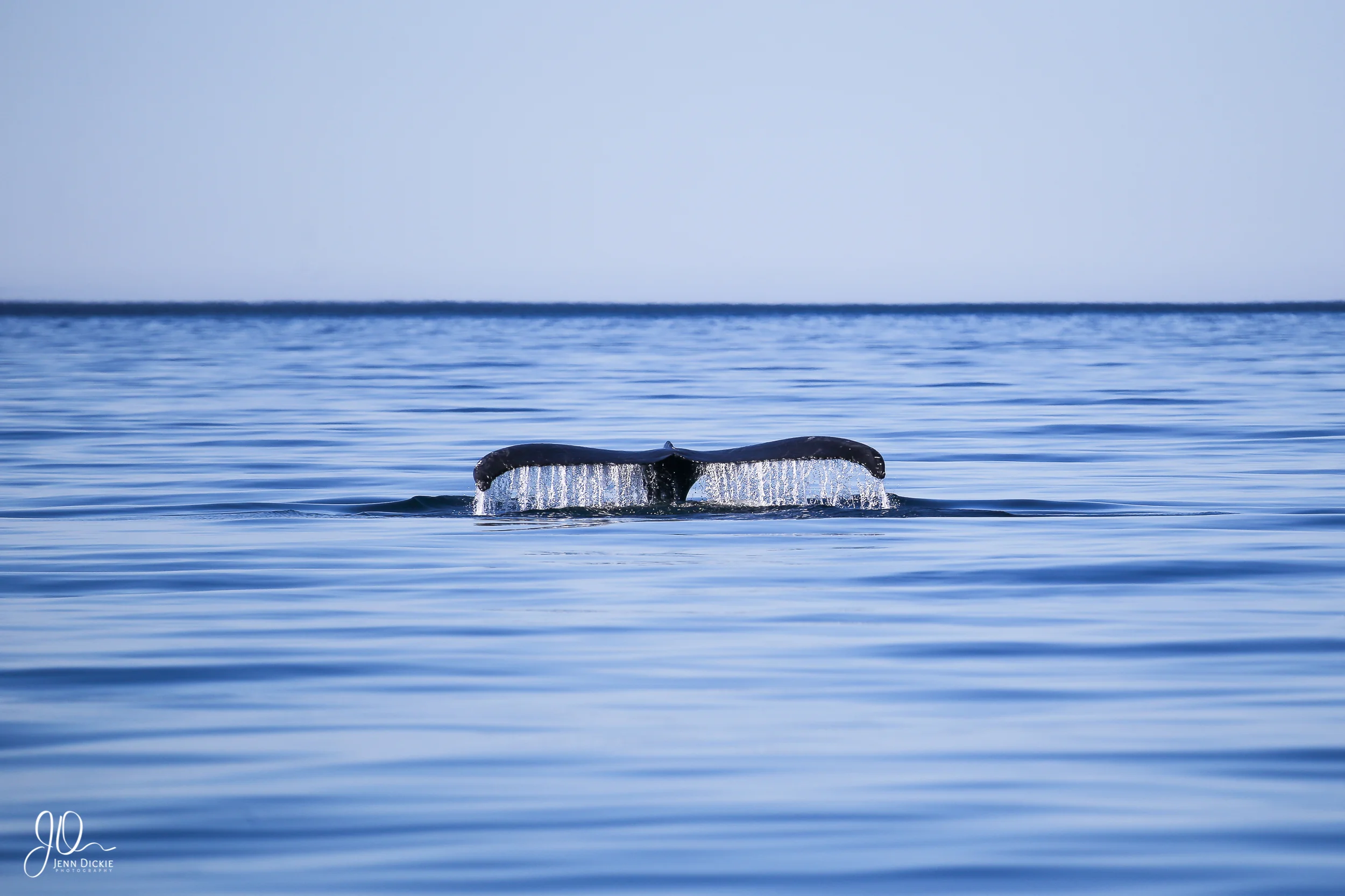 Tranquil Dive