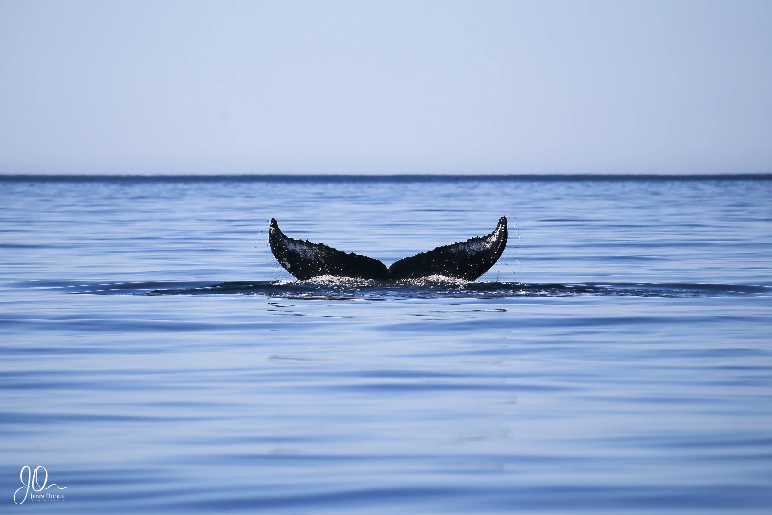 Tranquil Dive 2