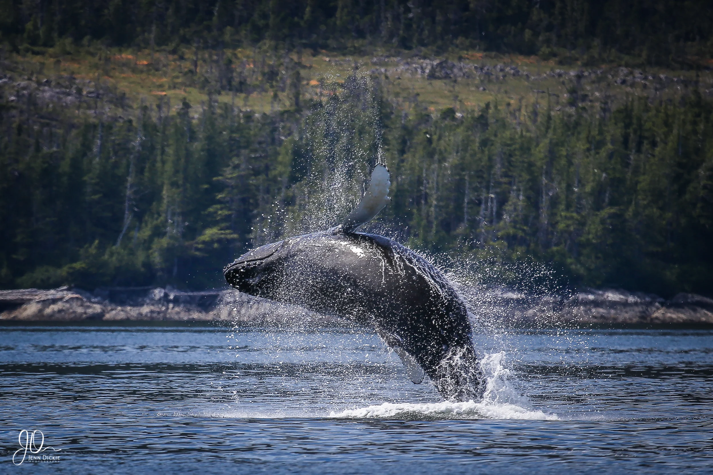 Juevenille Humpback Play