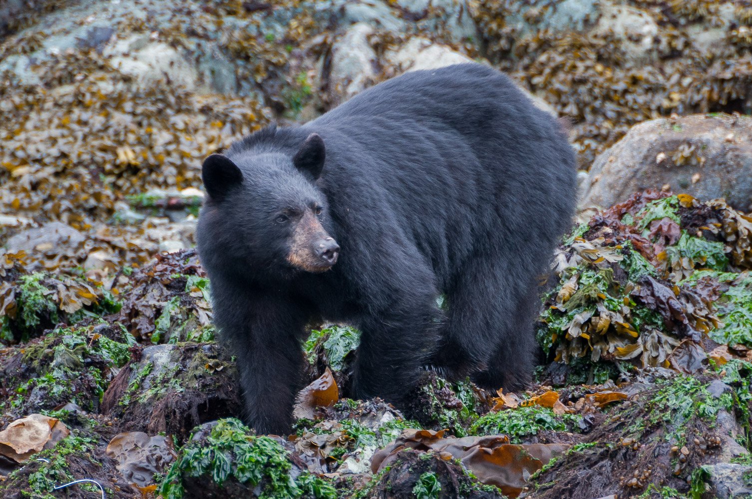 JDP_coast-4570.jpg