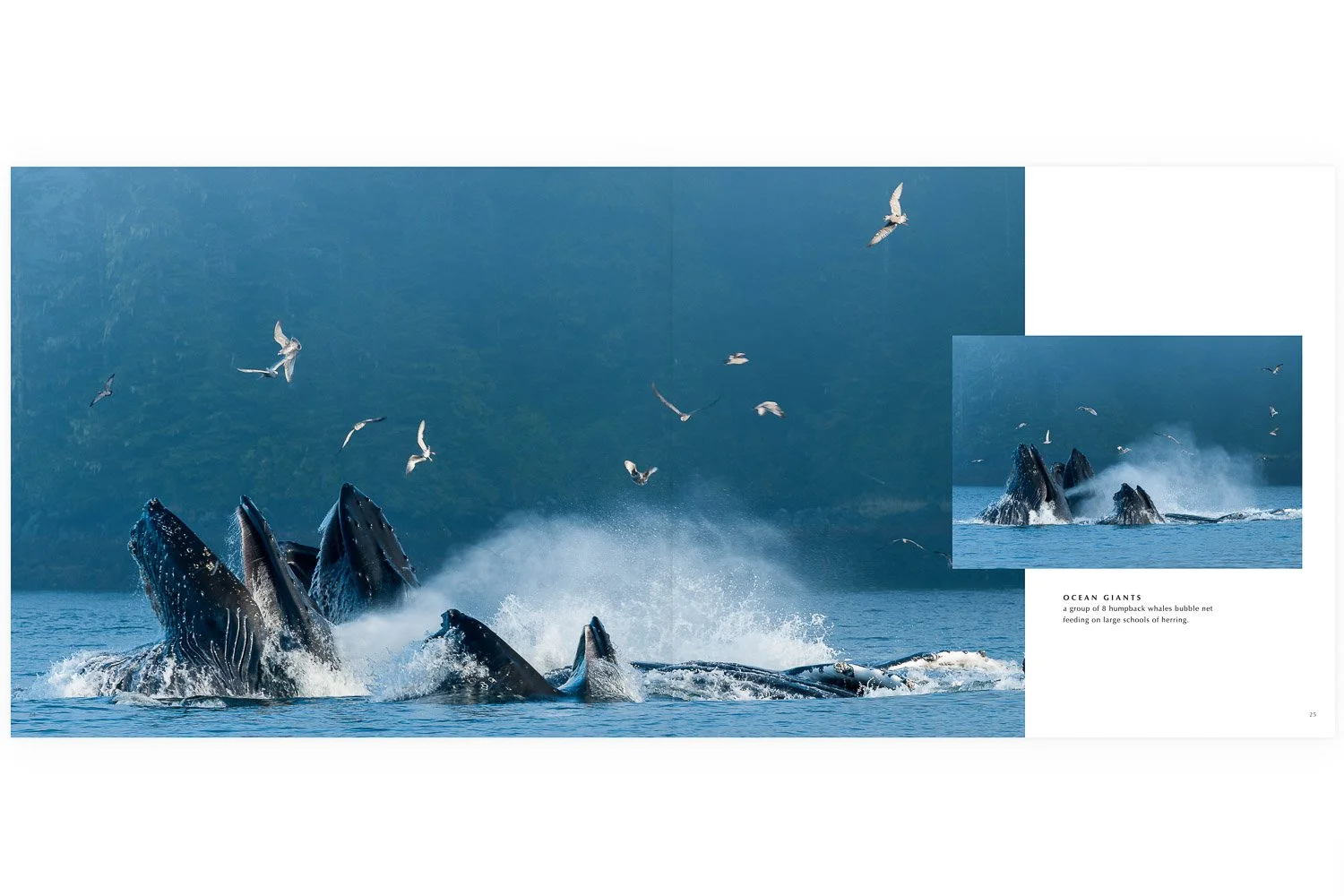 Western Edge Sample Page-45-5.jpg
