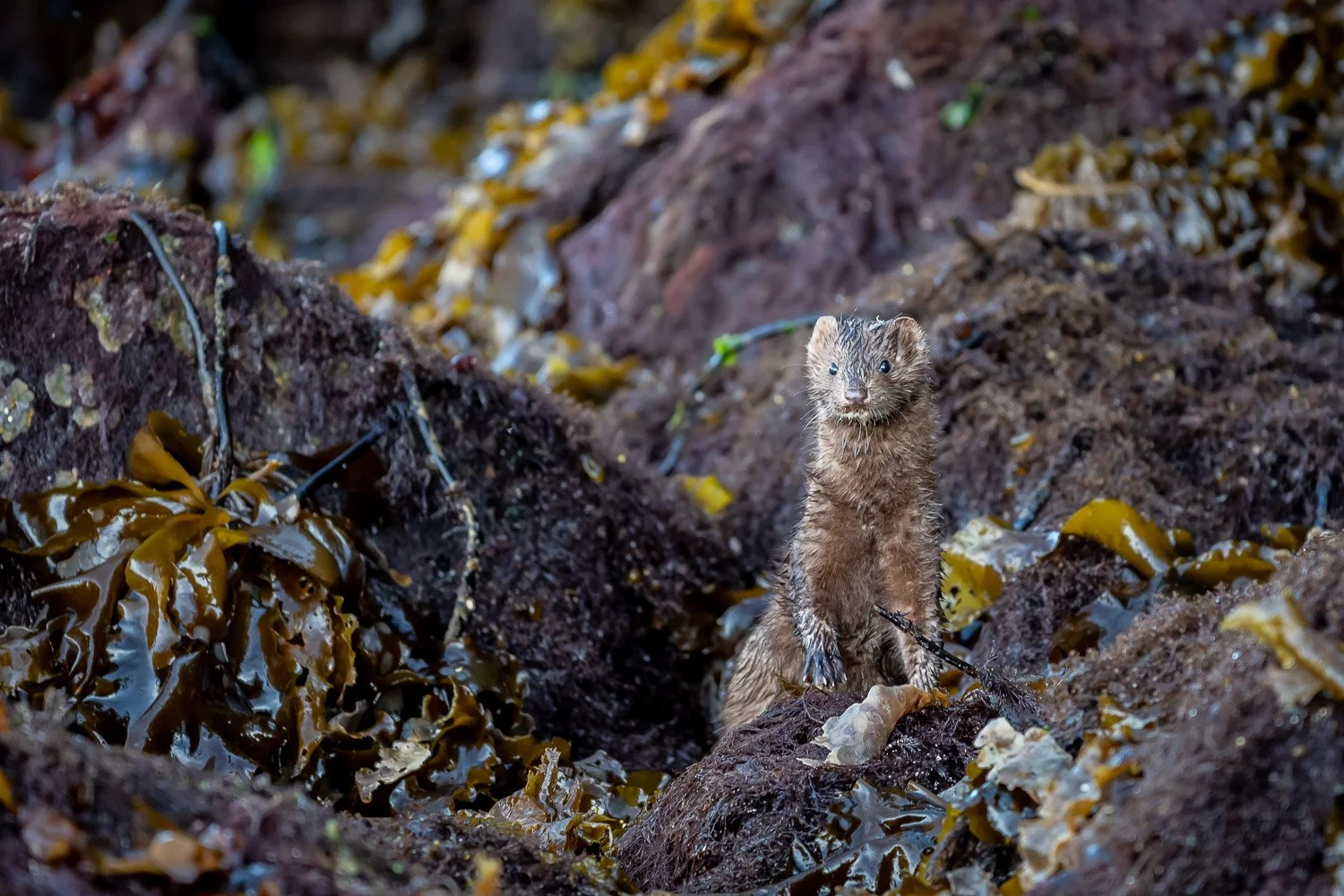 JDP_coast-6135.jpg