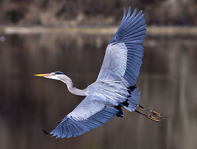 The Great Blue Heron, a familiar West End neighbour.