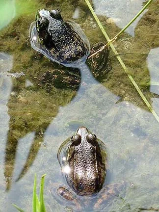Tree Frogs in stanley park.
