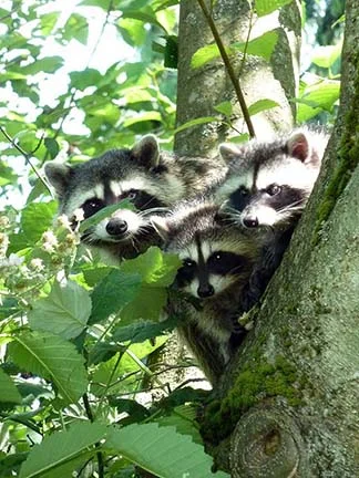 Mother racoon and cubs at lost lagoon.