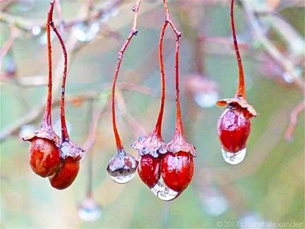 raindrops on fall berries.