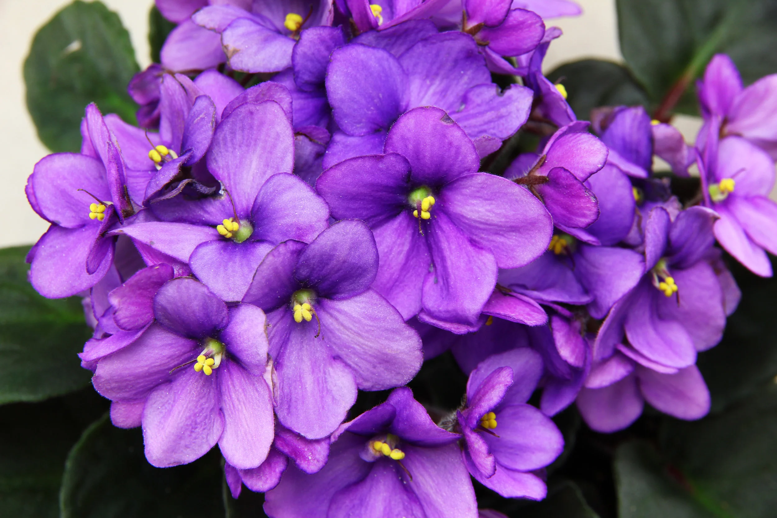 When in doubt, there's always African Violets!