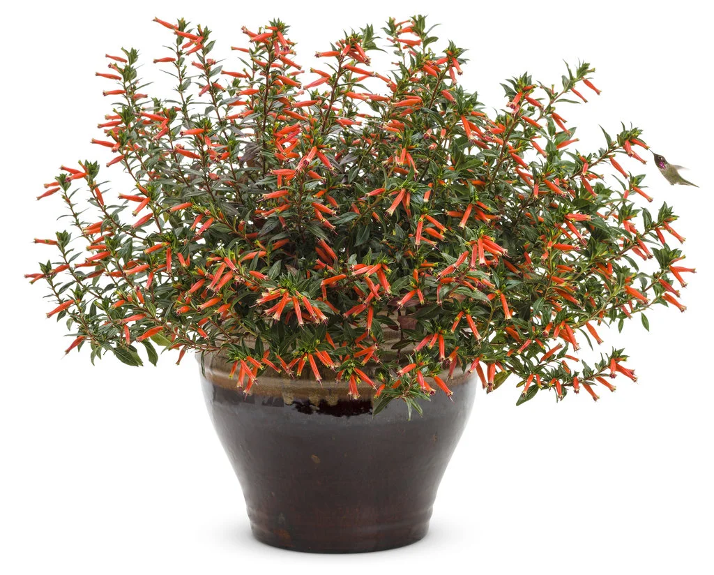 Hummingbirds may visit all summer when they discover you have the cigar flower plant on your balcony or patio.