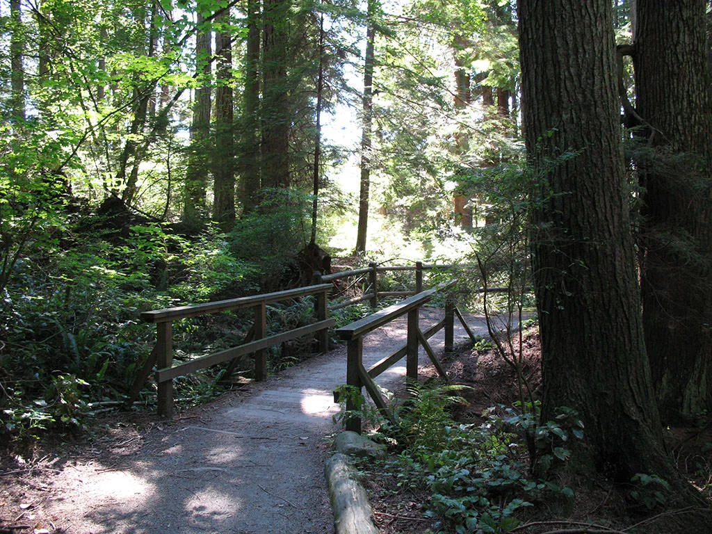Consider "forest bathing" in the West End's Stanley Psark. It's good for you! (vancouvertrails.com Photo)