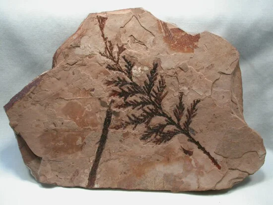 Extinct plants in your Paleozoic garden are very low maintenance!