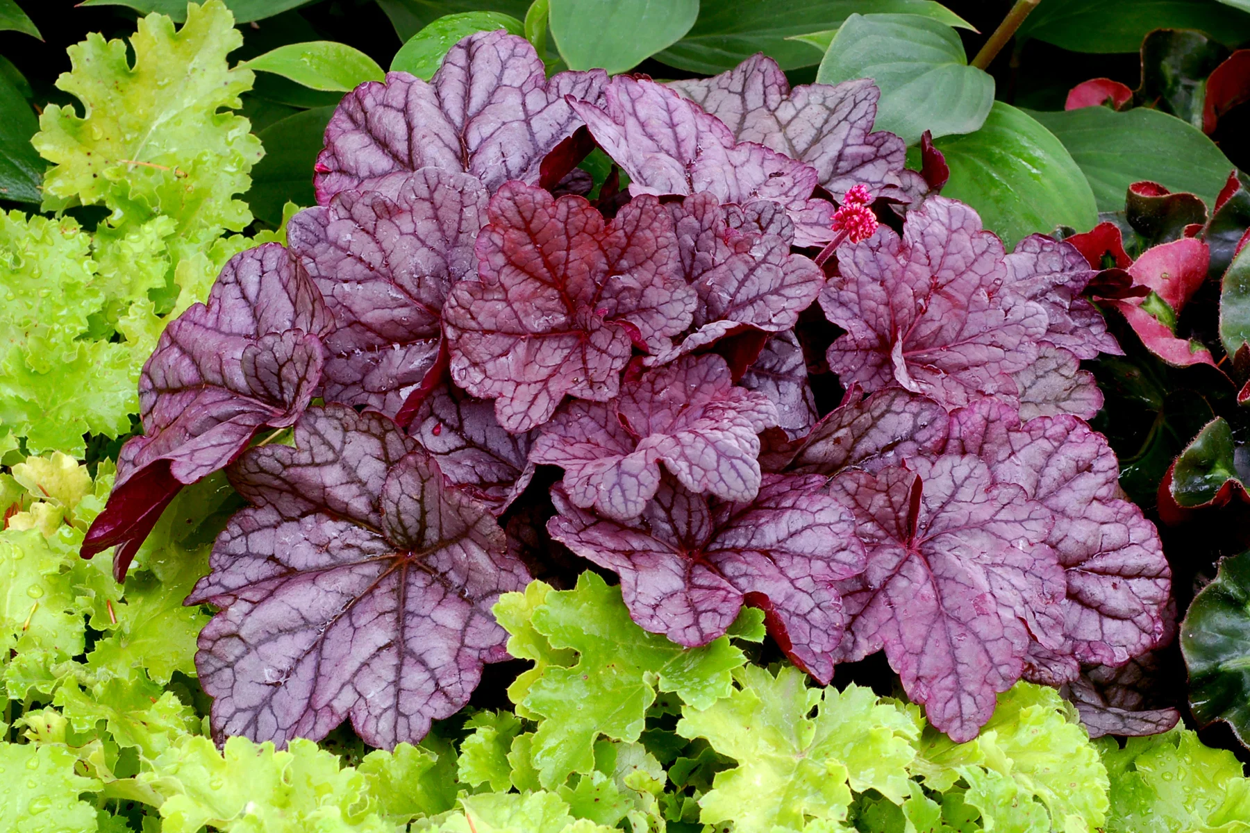 Heuchera, which stay evergreen throughout the winter, have undergone extensive hybridization with a colour range reminiscent of Coleus, albeit more subdued and low growing by comparison.