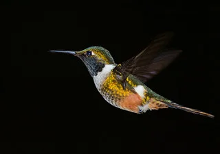 Bird.jpg