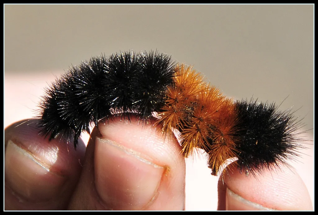 The woolly bear caterpillar may be our answer to the the groundhog when it comes to predicting spring.