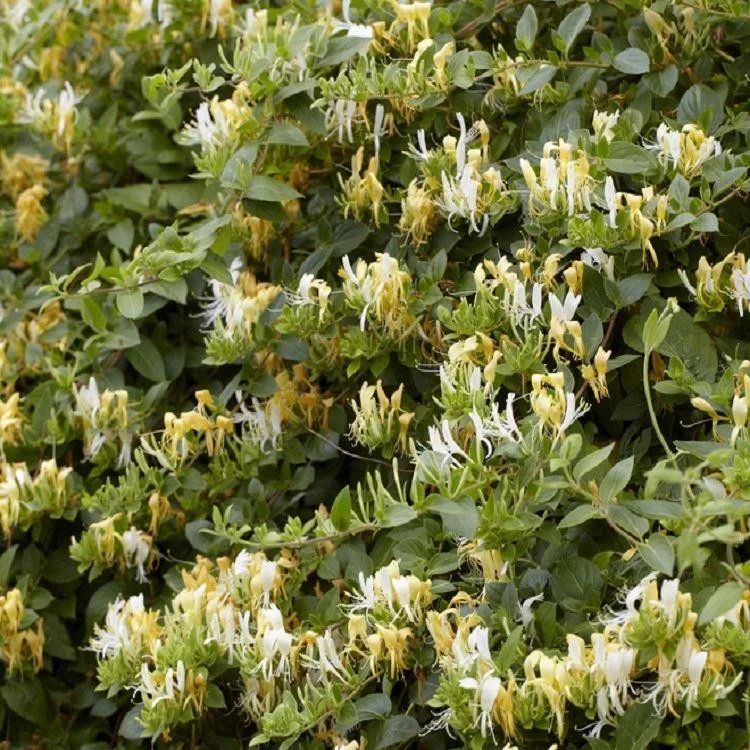 The first flowering of the winter honeysuckle is another sign to watch for.