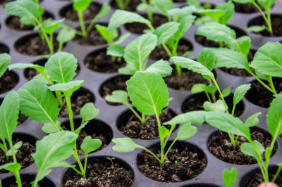 Start your cabbage seedlings now and cut big Agro out of the picture!