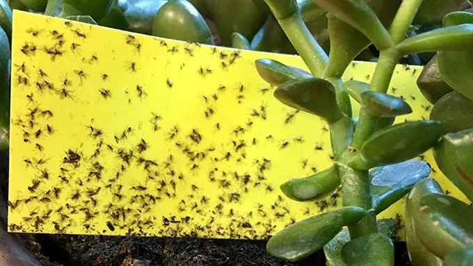 Beware the wily fungus gnat. A little yellow sticky trap will stop their forays.