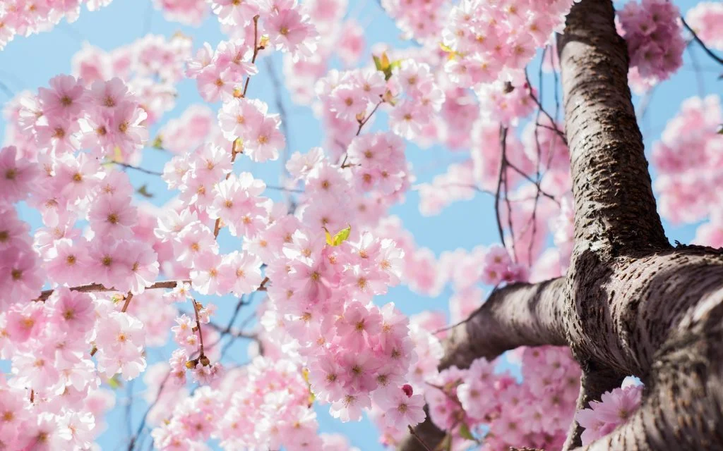 Cherry blossoms copy.jpg