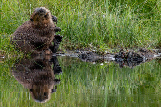 Stanley Park’s lakes support a healthy beaver population. (Mark White Photo)