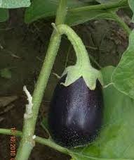 If you want eggplant, plant solanum melongena.