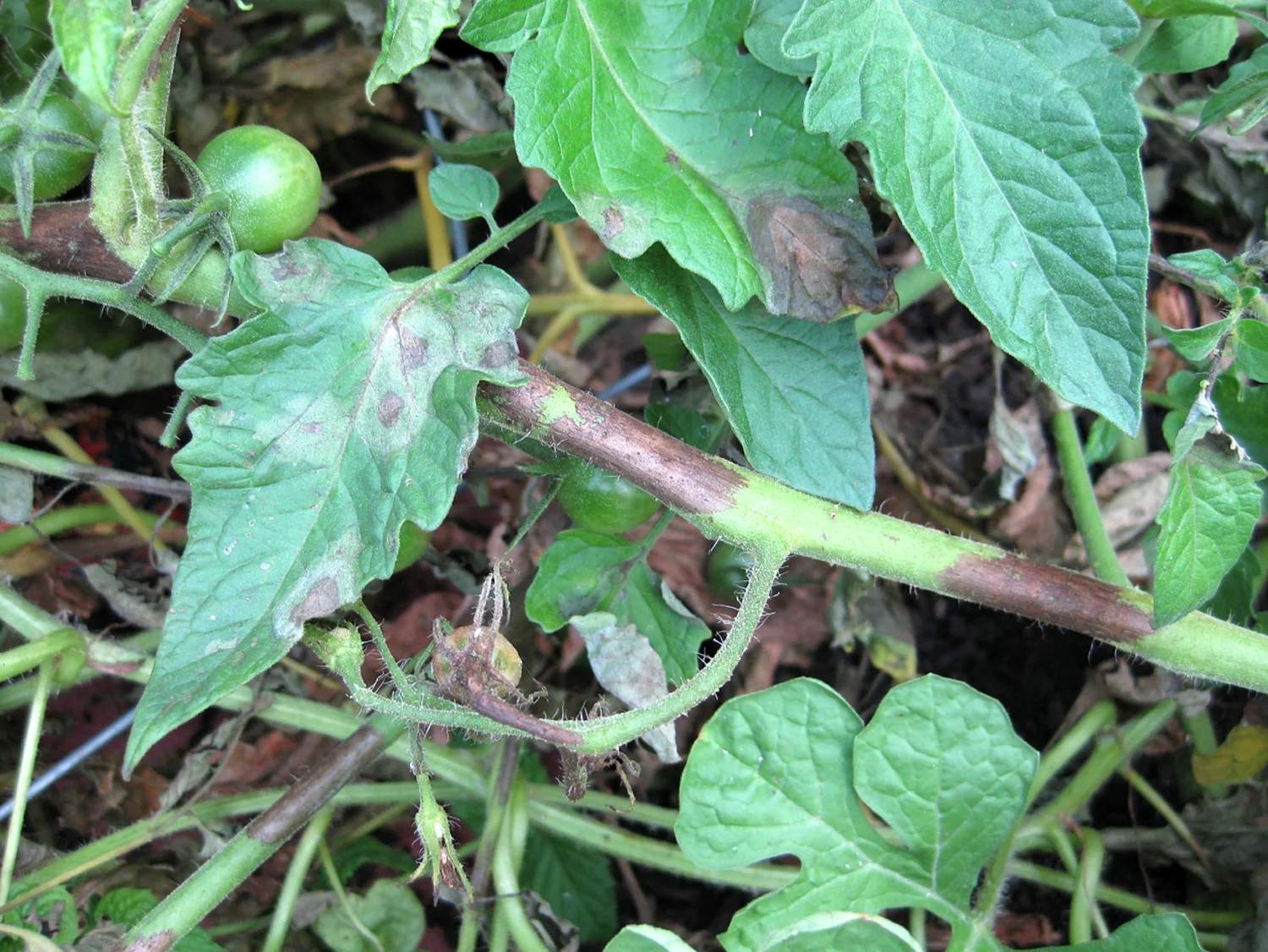 Beware the signs of Late Blight.