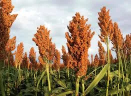 Sorghum might be a good choice if you’re thinking of living off the land from a West End balcony. Or maybe not.