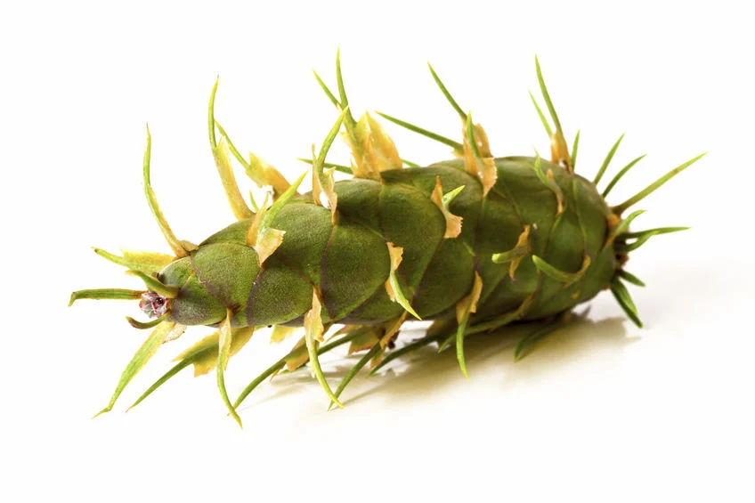From tiny cones …