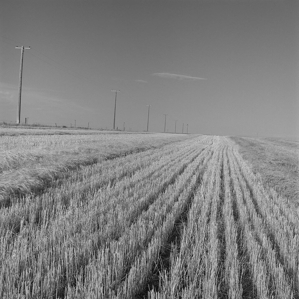 “What Was Planted in the Spring” (Susan Martin Photo)