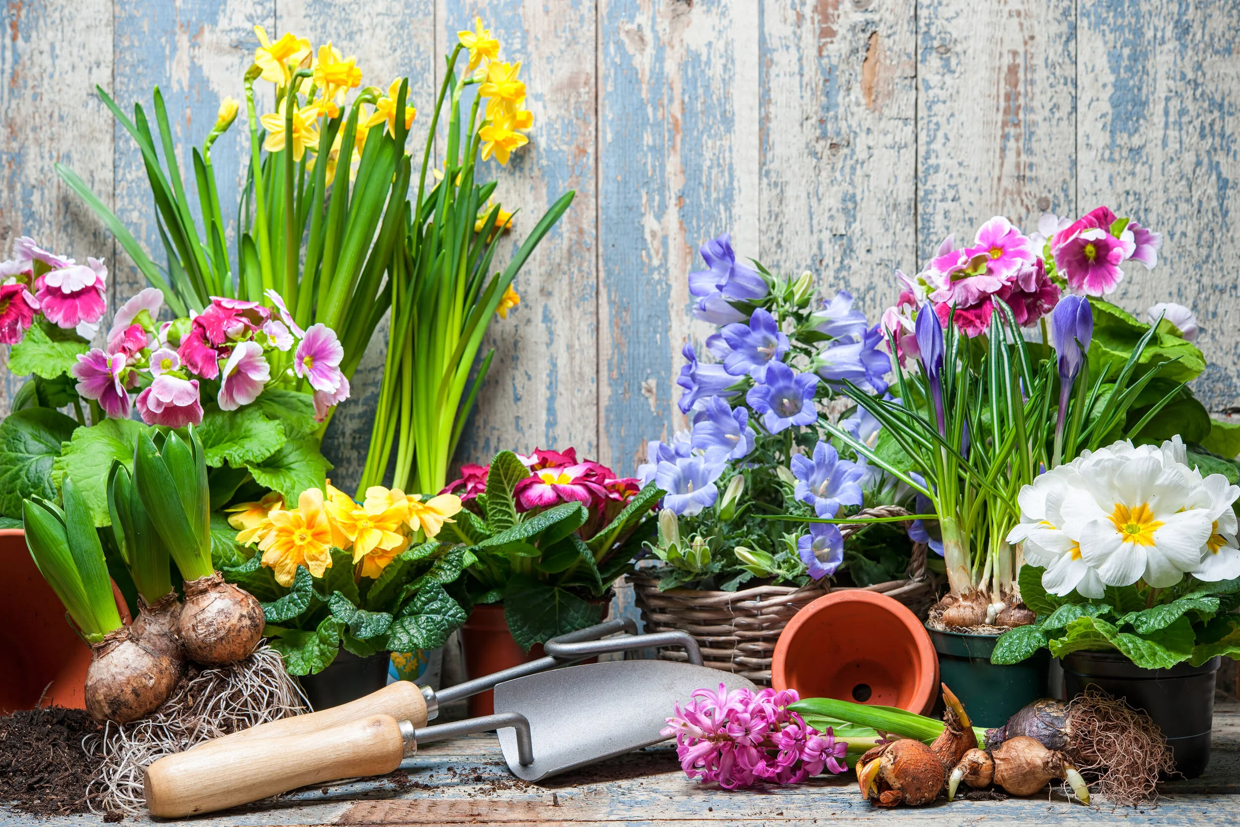 POTS &amp; PLANTS
