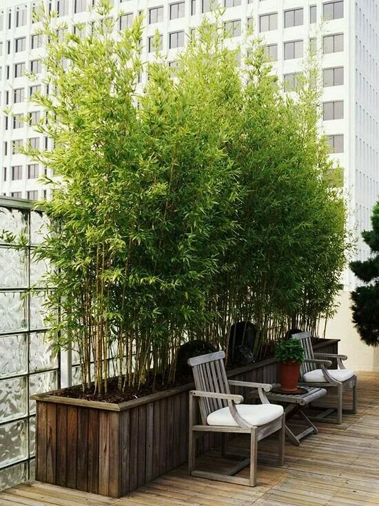 POTS &amp; PLANTS