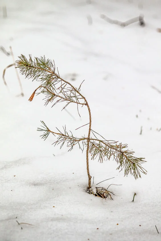 A tree sprouts in the forest.