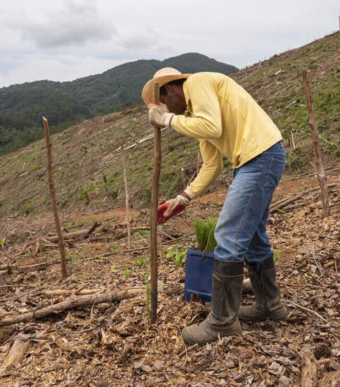 The dig-a-hole-plant-a-tree technique.