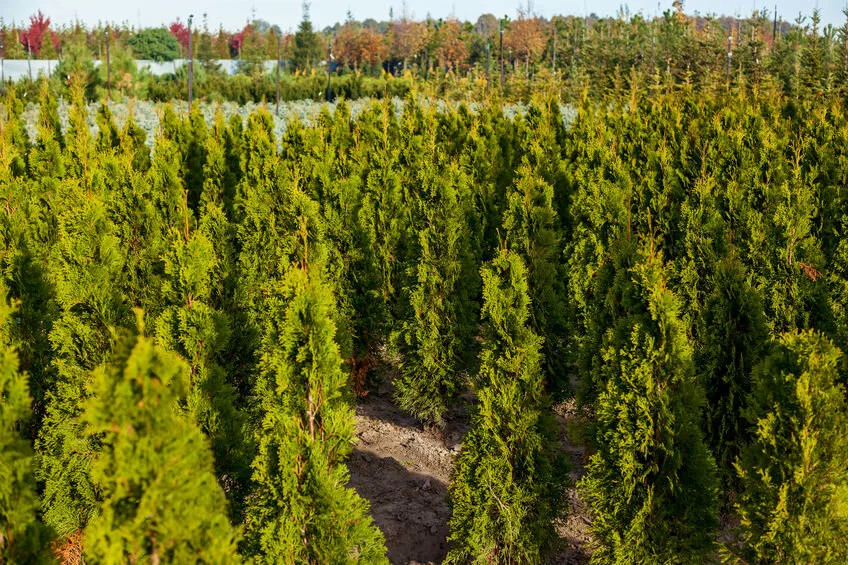 Endless rows of identical trees do not a forest make.