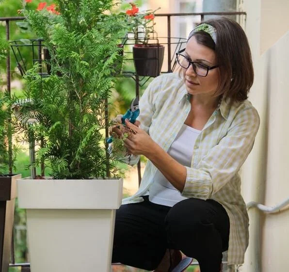 With care, trees can thrive on your balcony.
