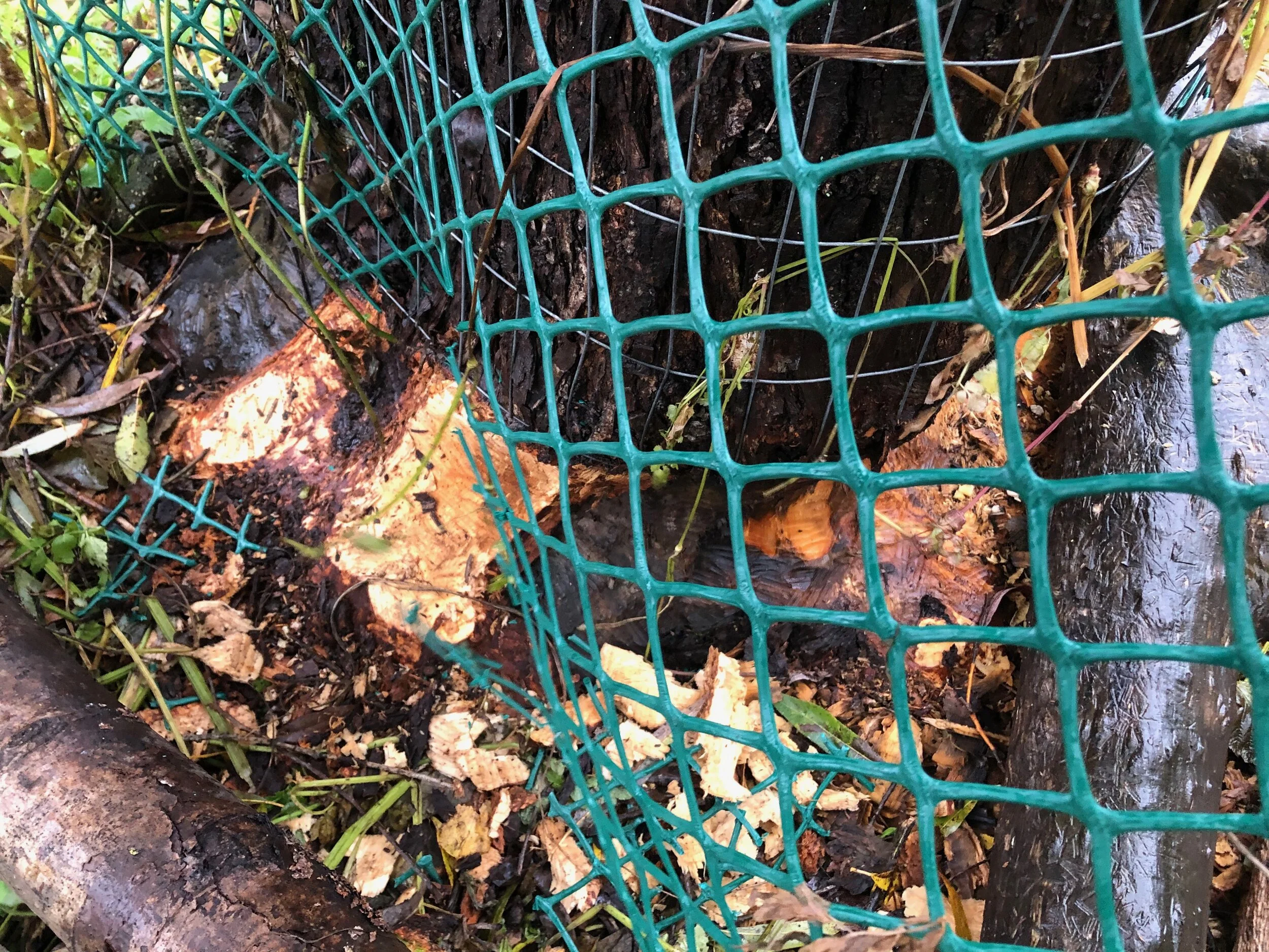 Mesh wraps protect Stanley Park trees from over-enthusiastic beaver activity.
