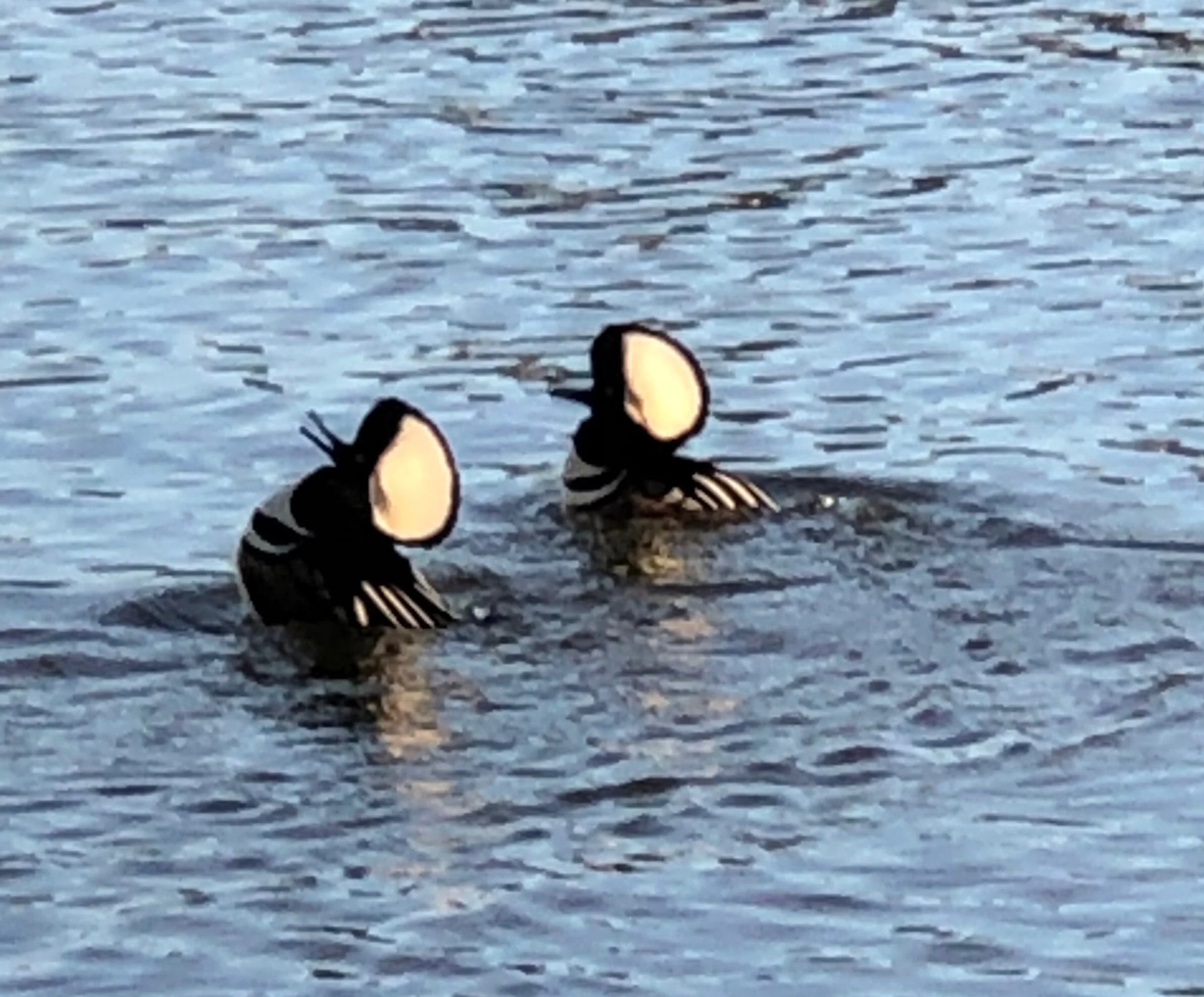 Hooded Mergansers spending their winter vacations in Stanley Park.