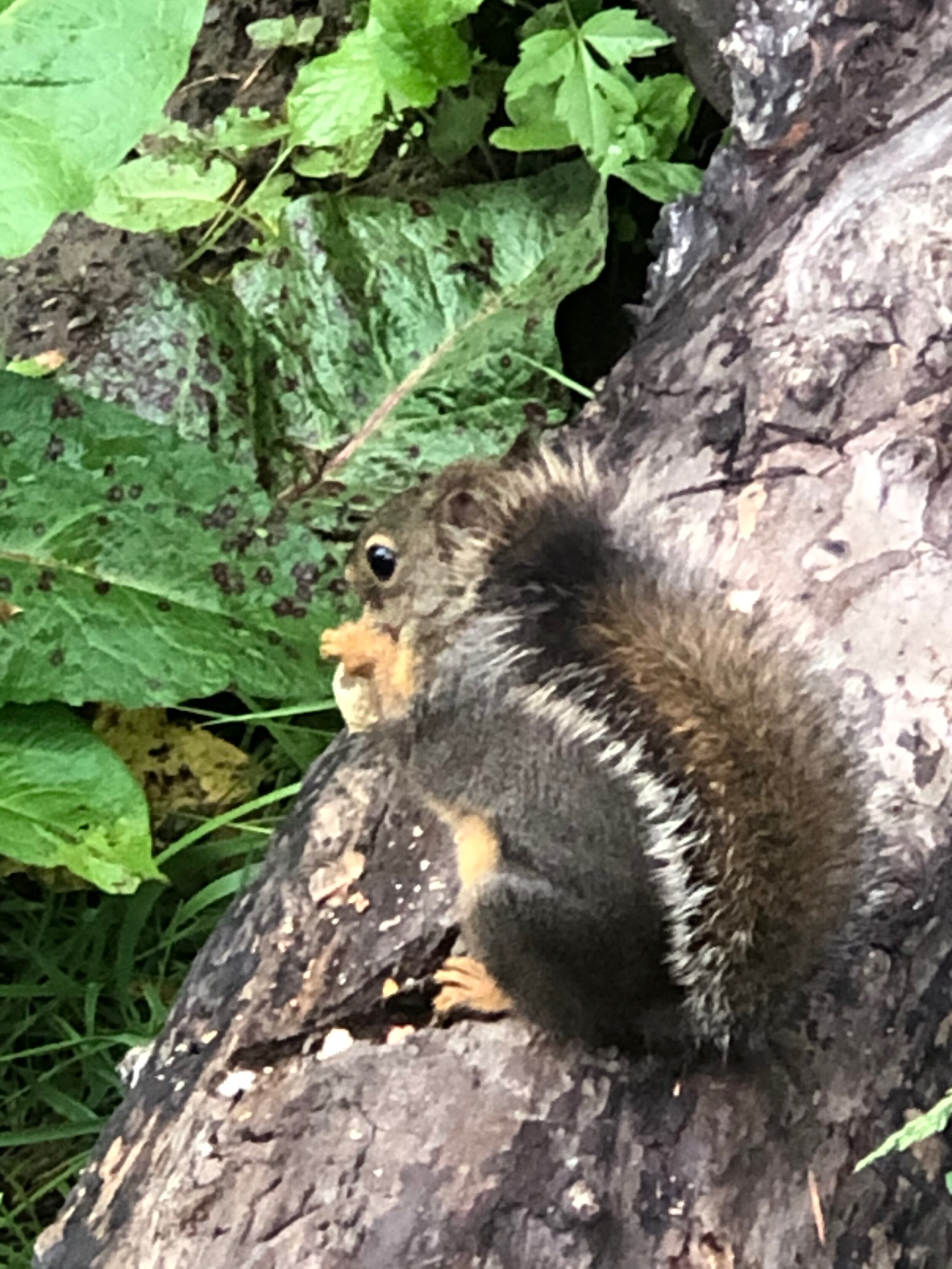 The little Douglas Squirrel is the only one native to Stanley Park.