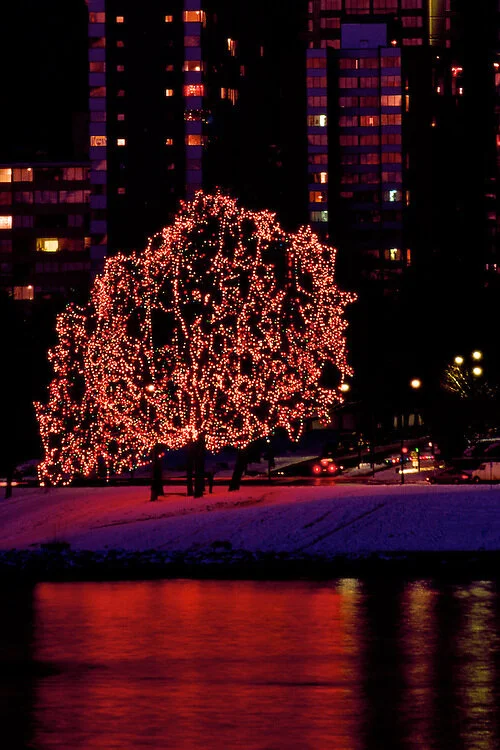 Michael’s Tree on Beach Avenue. (Photo © Patrick O’Leary)